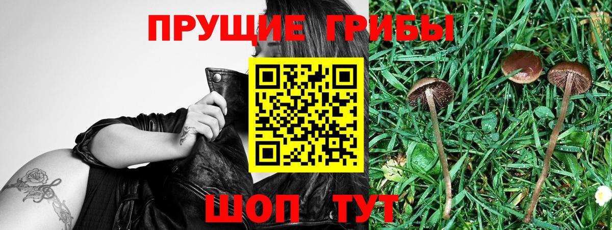 Галлюциногенные грибы Psilocybe  купить закладку  Заволжье  Галлюциногенные грибы ЛСД  Вход с VPN 